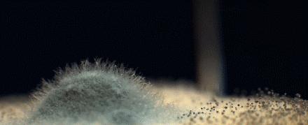 小米有品抗菌菜板,小米有品火候乌檀木砧板