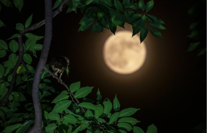 佳能eos鸟眼对焦,佳能拍飞鸟对焦最佳方法