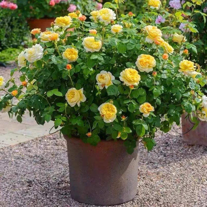 这六种花寓意吉祥好养易活,公认最吉利的4种花