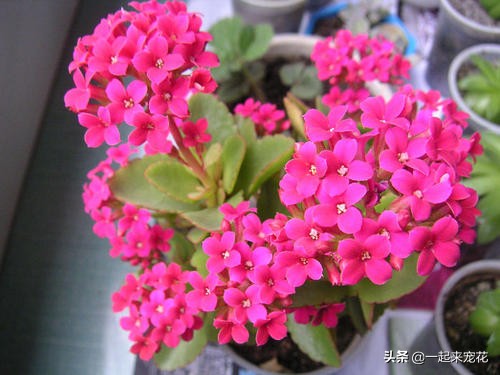 长寿花花苞一直没有开怎么办,长寿花花苞没开就干瘪了要剪掉么