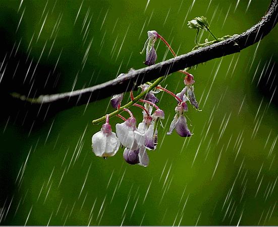 精品欣赏｜沐之《痴梦》《梦入桃园》《夜色之恋》诵：明子