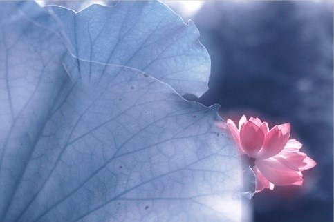 出淤泥而不染濯清涟而不妖高清图,出淤泥而不染濯清涟而不妖音频