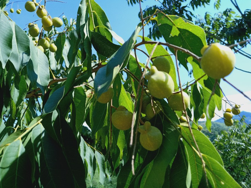 【小队·传声】无患子，助力脱贫的致富果