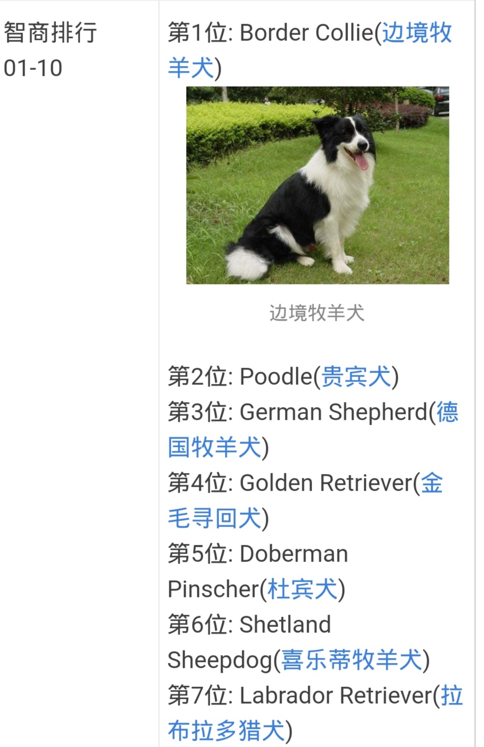二狗泰迪,泰迪为啥会烂大街