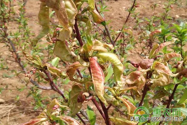 桃树缩叶病的治疗用什么药治,桃树缩叶病是什么原因引起的