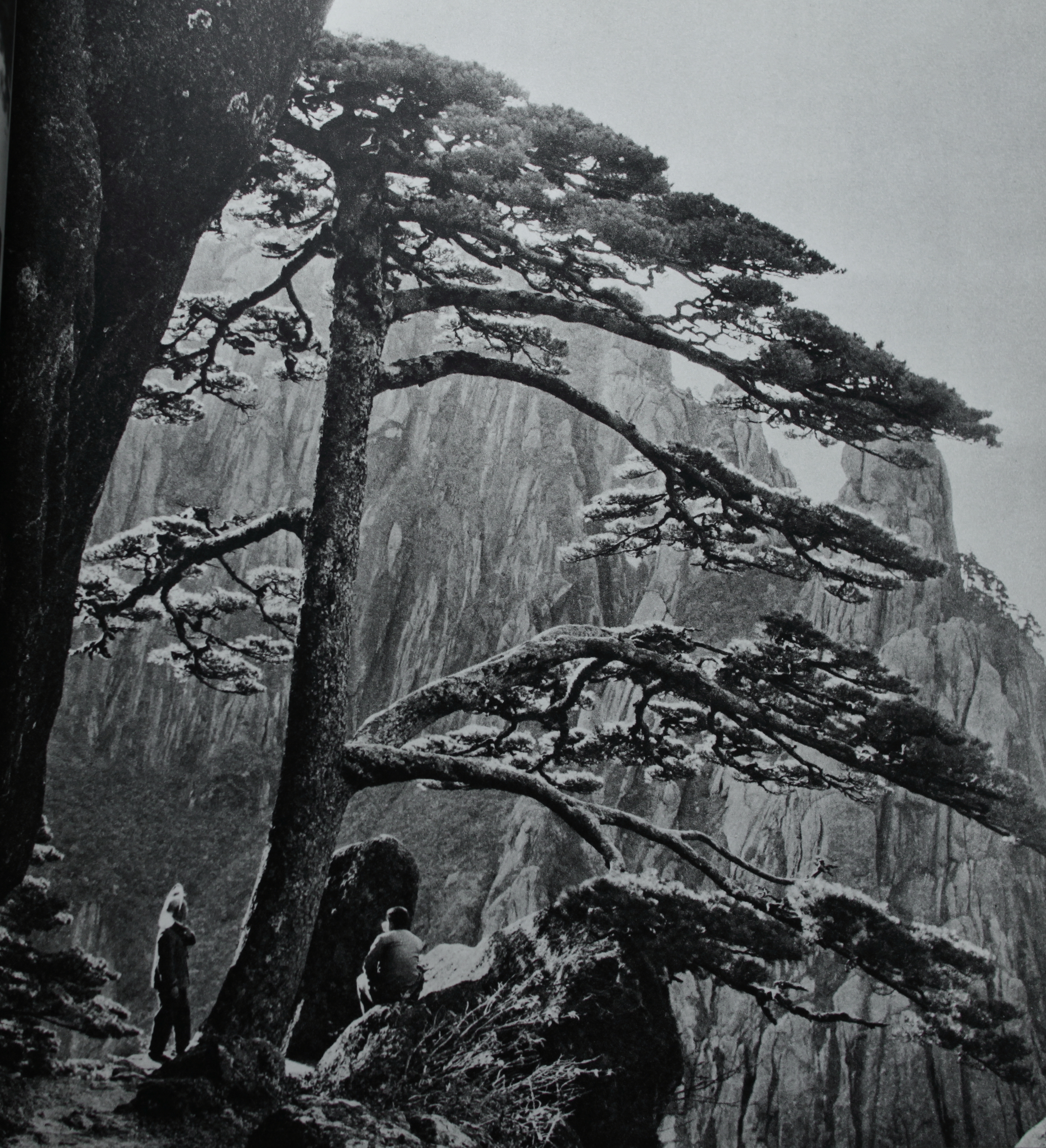 贵宾迎客松的真假辨别方法,黄山迎客松真假