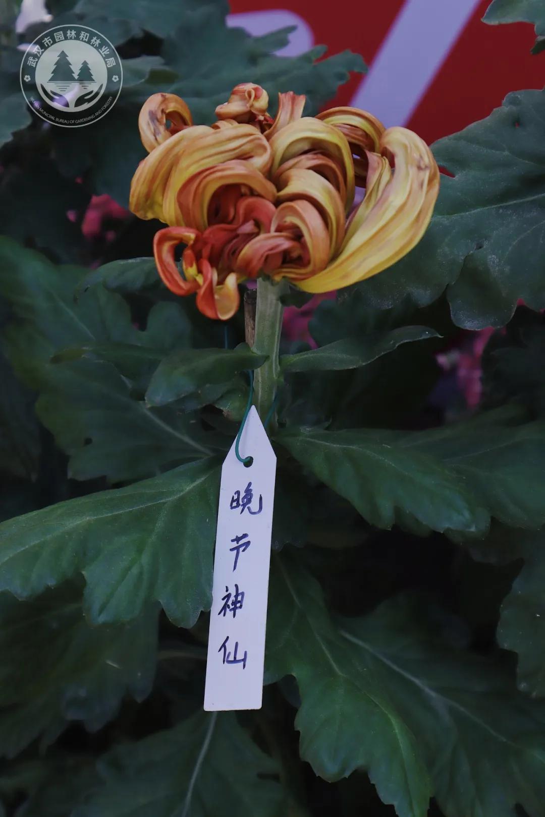 金秋时节菊展赏菊,趁着周末逛菊展