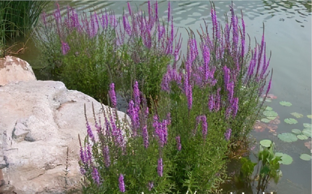 漂亮的水缸可以养什么植物,家里的大缸养鱼