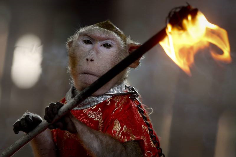 10000块钱买宠物,石猴能当宠物养吗