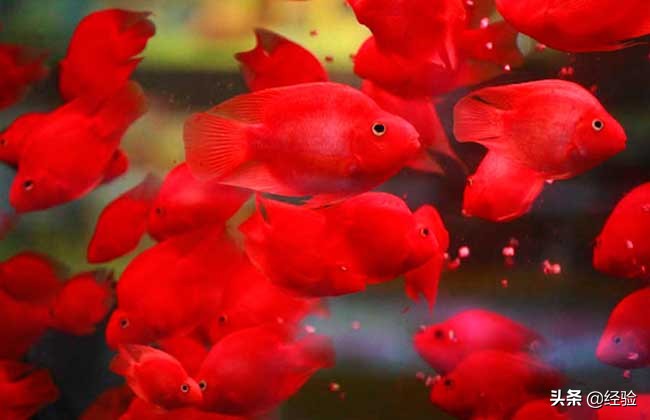 鹦鹉鱼吃什么食物最好,红鹦鹉鱼吃什么