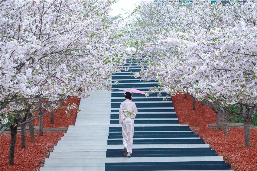 漫花庄园亿朵白樱花绚烂绽放啦，这些樱花的起源你真的知道吗？