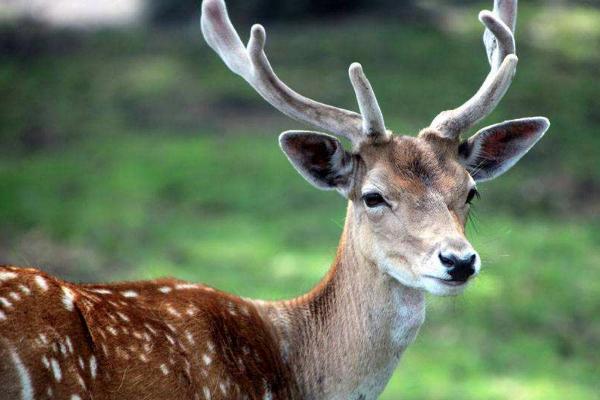 梅花鹿养殖现在怎么样,养殖梅花鹿前景和风险