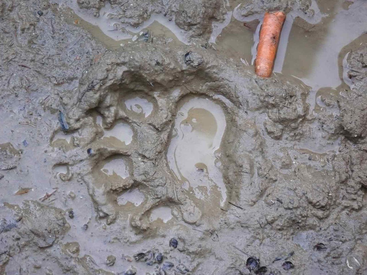 遇到熊如何自救搞笑,遇到熊怎么脱险