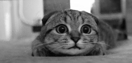 猫咪心脏肥大呼吸急促怎么办,猫咪喘粗气宠物医院有什么方法