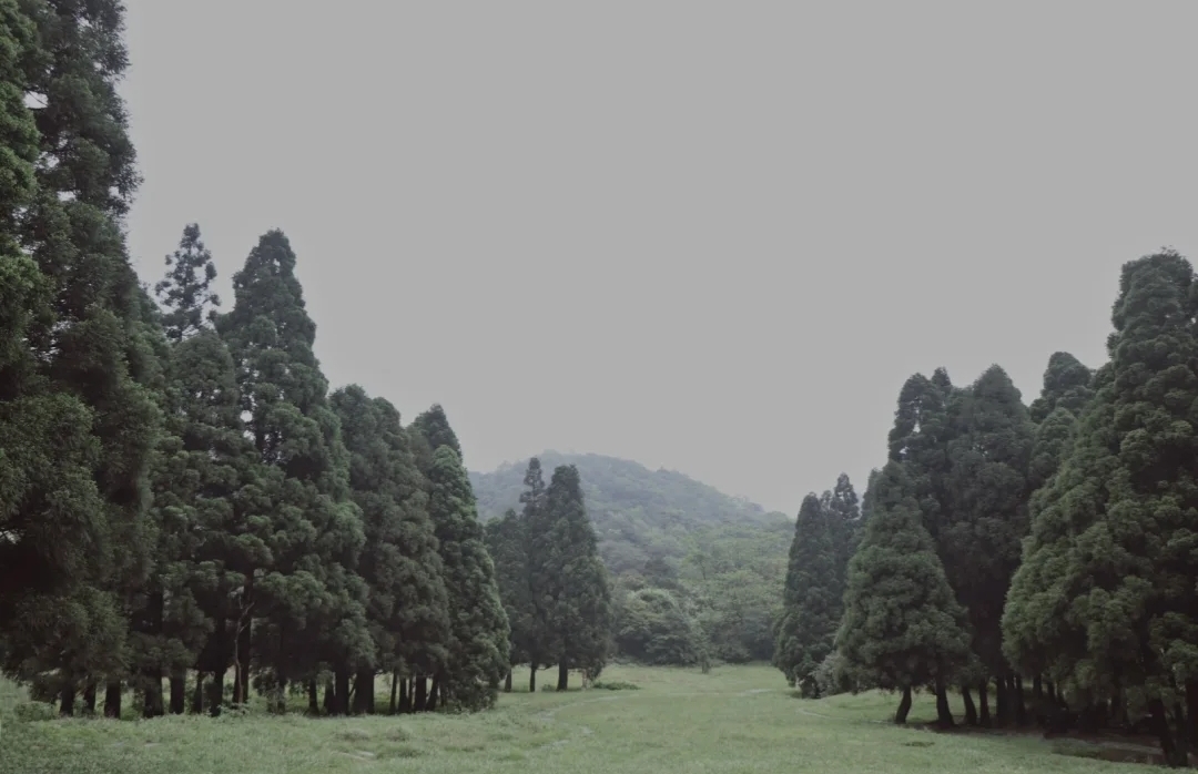 大容山国家森林公园游玩攻略露营,广西高峰森林公园星空露营