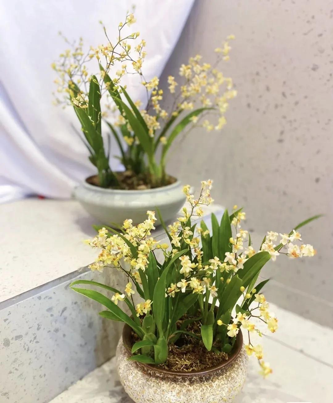 梦香兰的养殖方法,梦香兰花苗