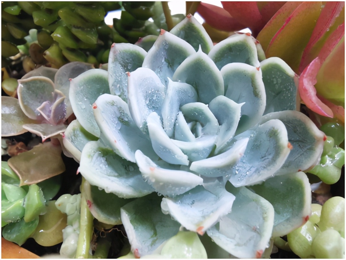 多肉虐我千百遍，我待多肉如初恋