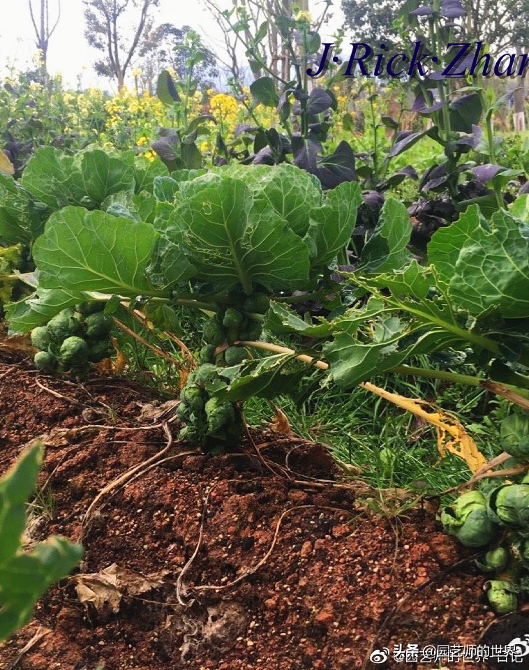 城市蔬菜园景观设计,蔬菜花园造型