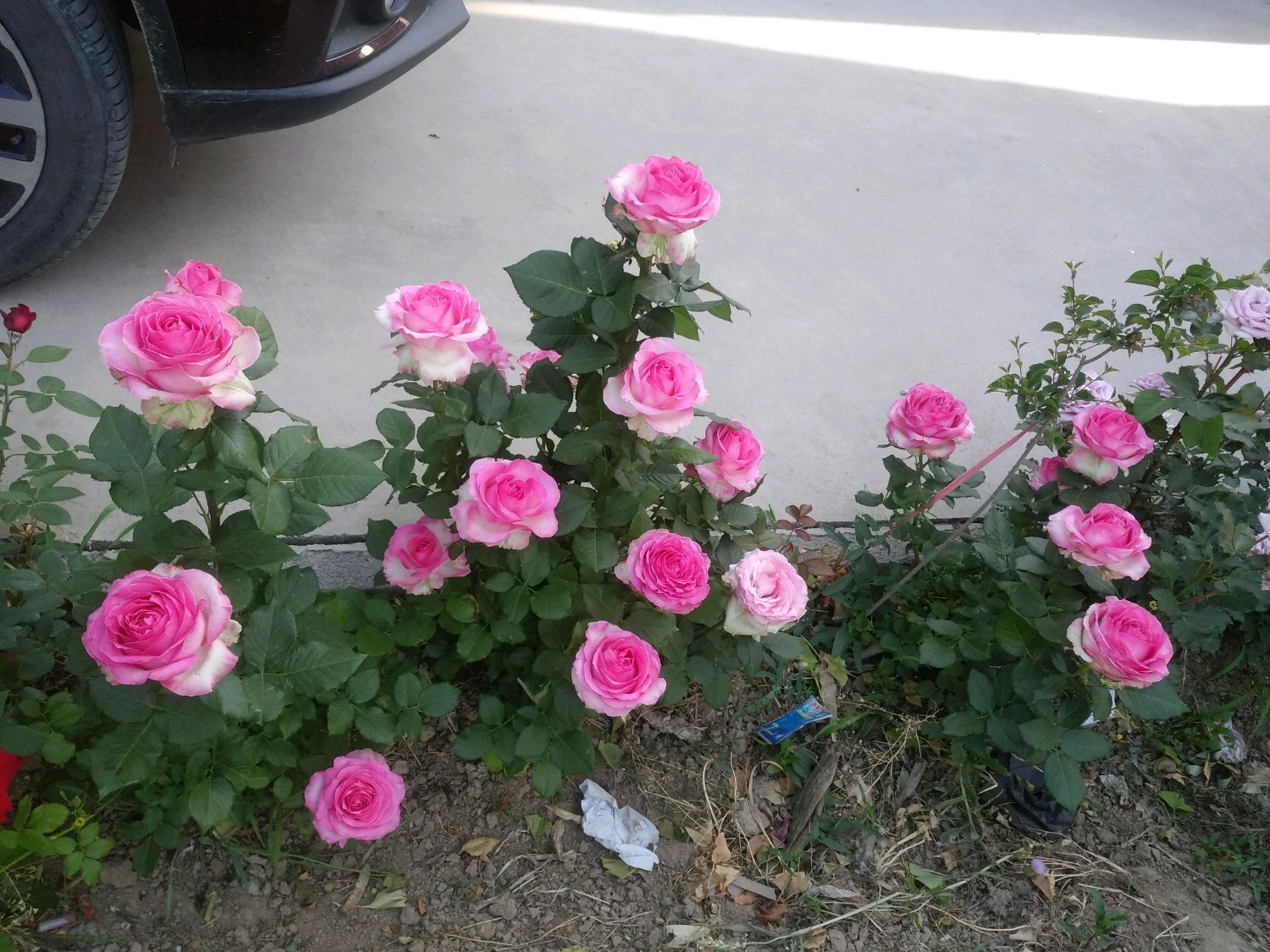 切花糖果雪山玫瑰怎么养,玫瑰雪山盆栽