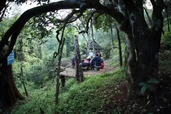 鍏ぇ鑼跺北绉戞櫘,浜戝崡鍏ぇ鑼跺北浠嬬粛