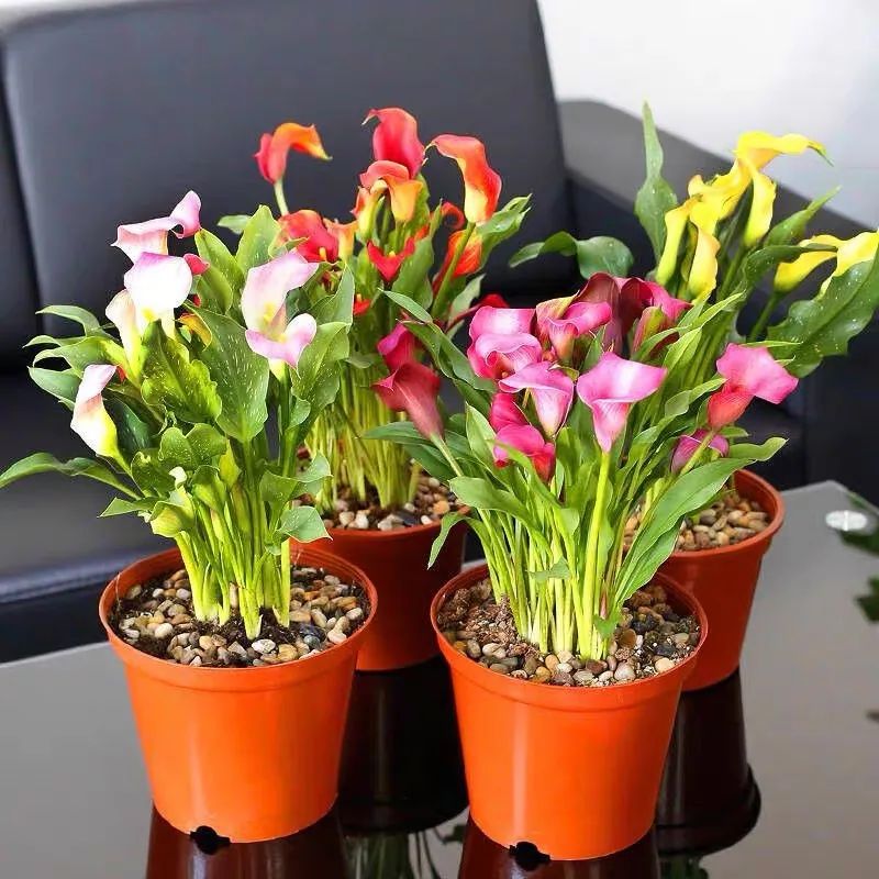 四季彩色马蹄莲好养吗,彩色马蹄莲的养殖方法图解大全