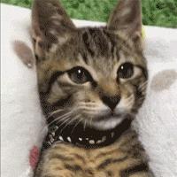 公认好用大牌的彩妆有哪些牌子,深扒女明星彩妆品牌推荐