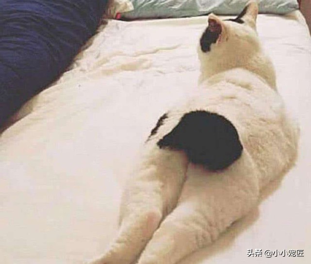 猫屁股的三大秘密,猫咪屁屁的颜色
