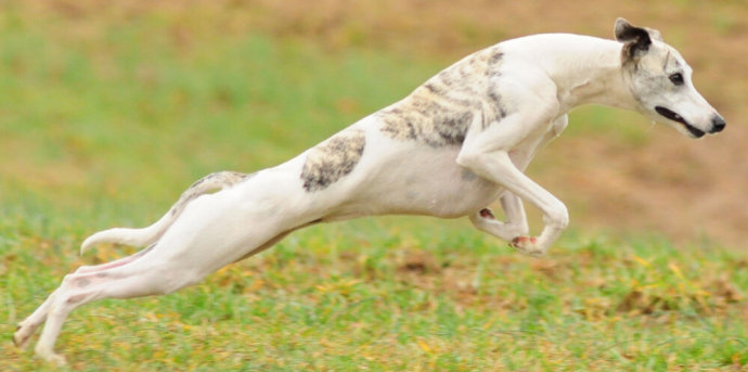惠比特犬幼犬怎样训练,怎样训练比特犬定点大小便