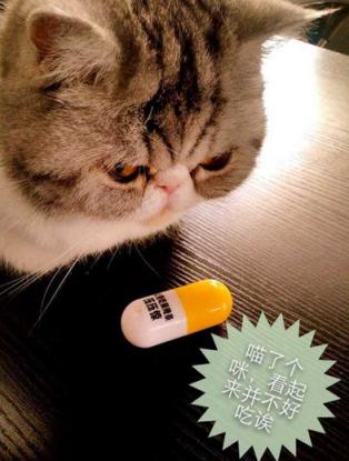 猫咪生病的各种药,猫咪生病物品消毒