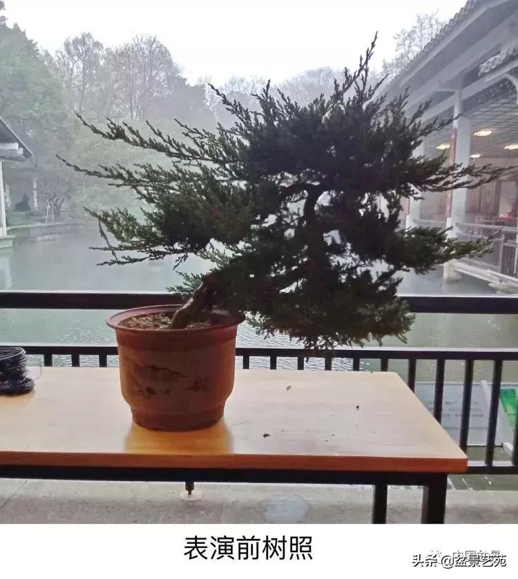 山东盆景艺术大师王桂华,金艳盆景精品欣赏