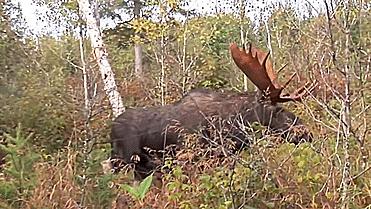 强弩的*伤杀**力能和枪械媲美吗?