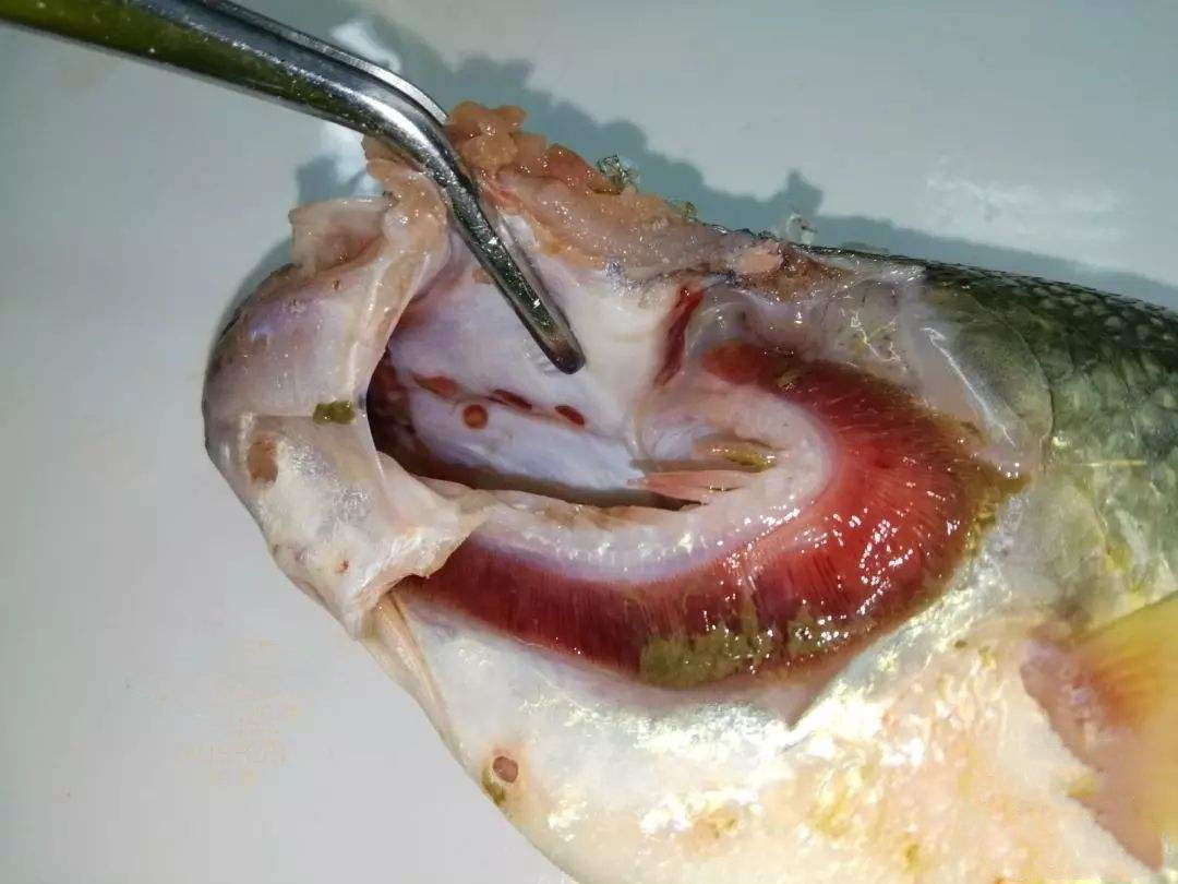 鲈诺卡氏菌使用方法,鲈鱼诺卡氏菌的最佳治疗方法