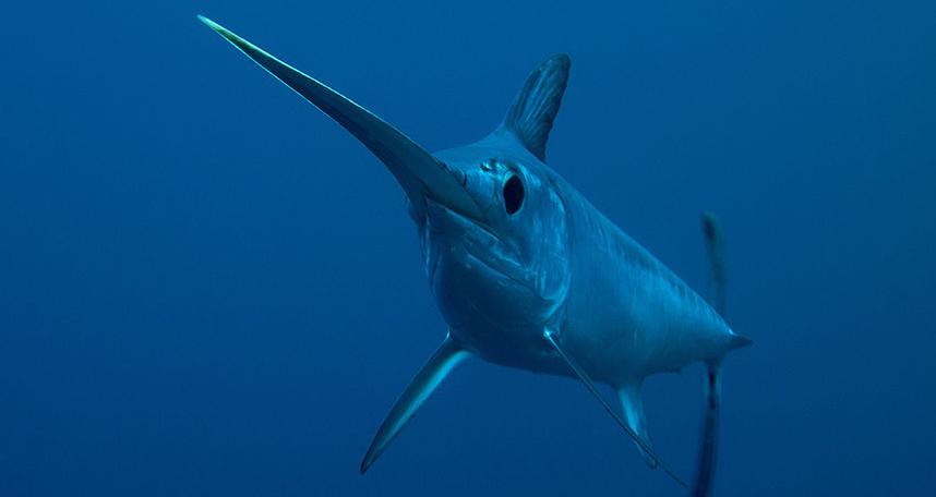 剑鱼vs旗鱼vs金枪鱼谁速度快,游得最快的海洋动物旗鱼