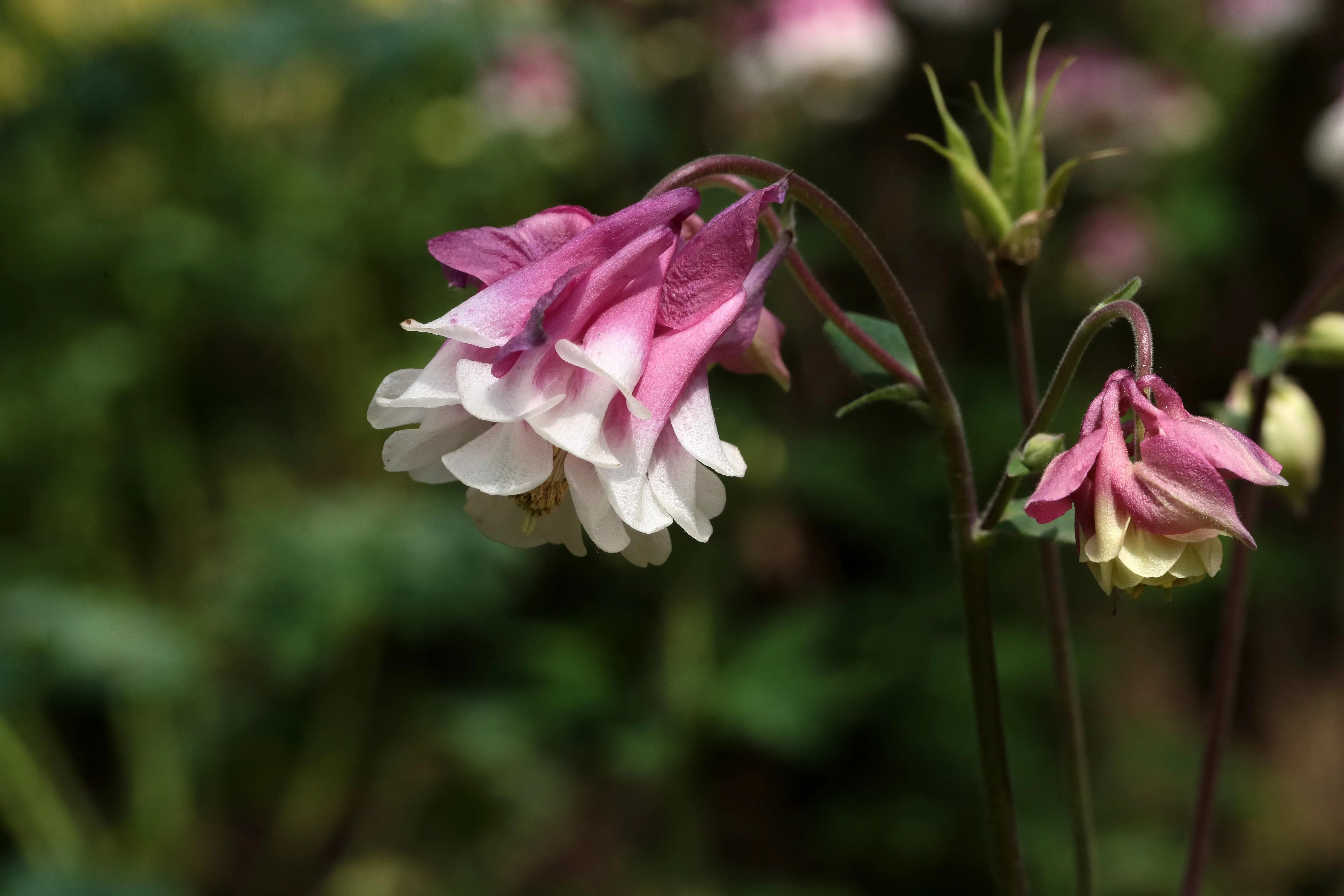 西溪湿地花朝节花草集（2）