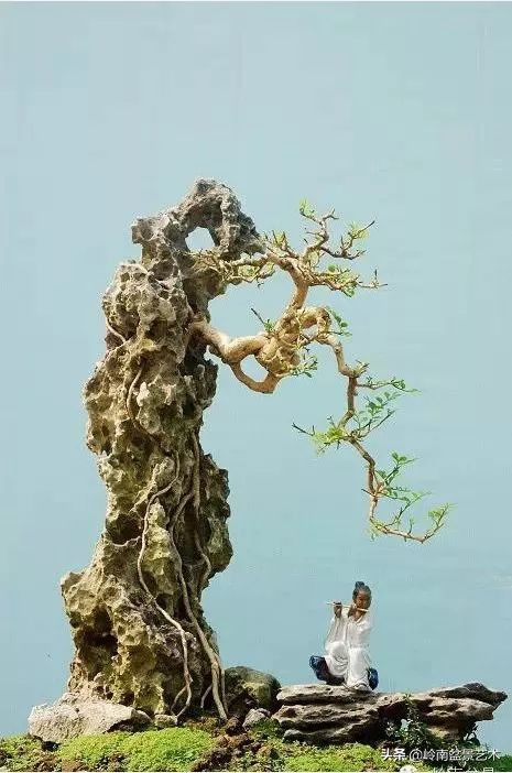 盆景的价值所在,盆景十大寓意和象征