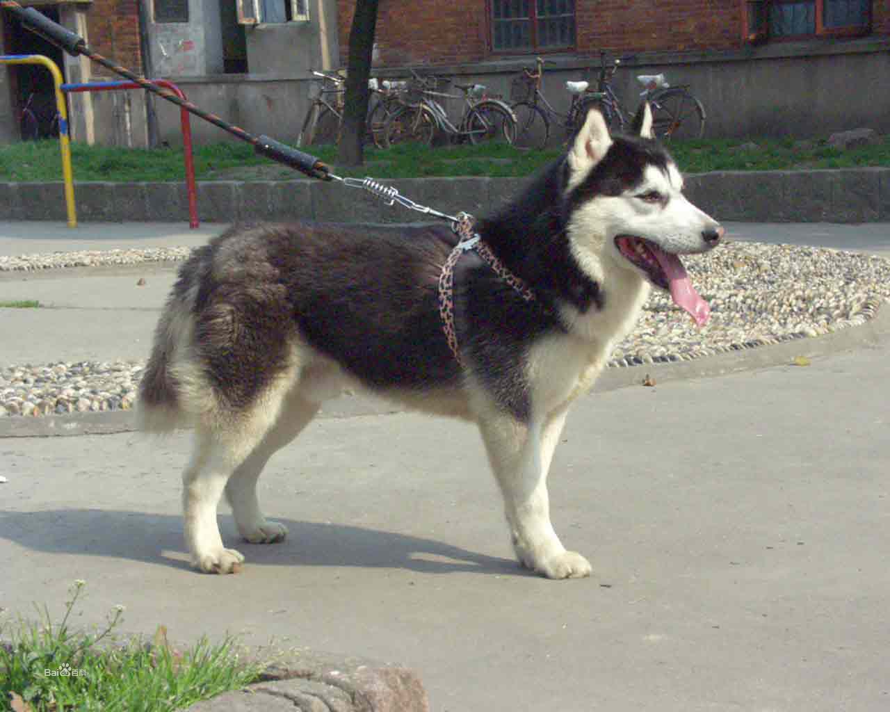 狗界的拆家神器哈士奇,拆家大队哈士奇全集