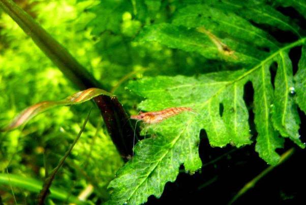 樱花虾水温30度有危险吗,樱花虾适合什么水质