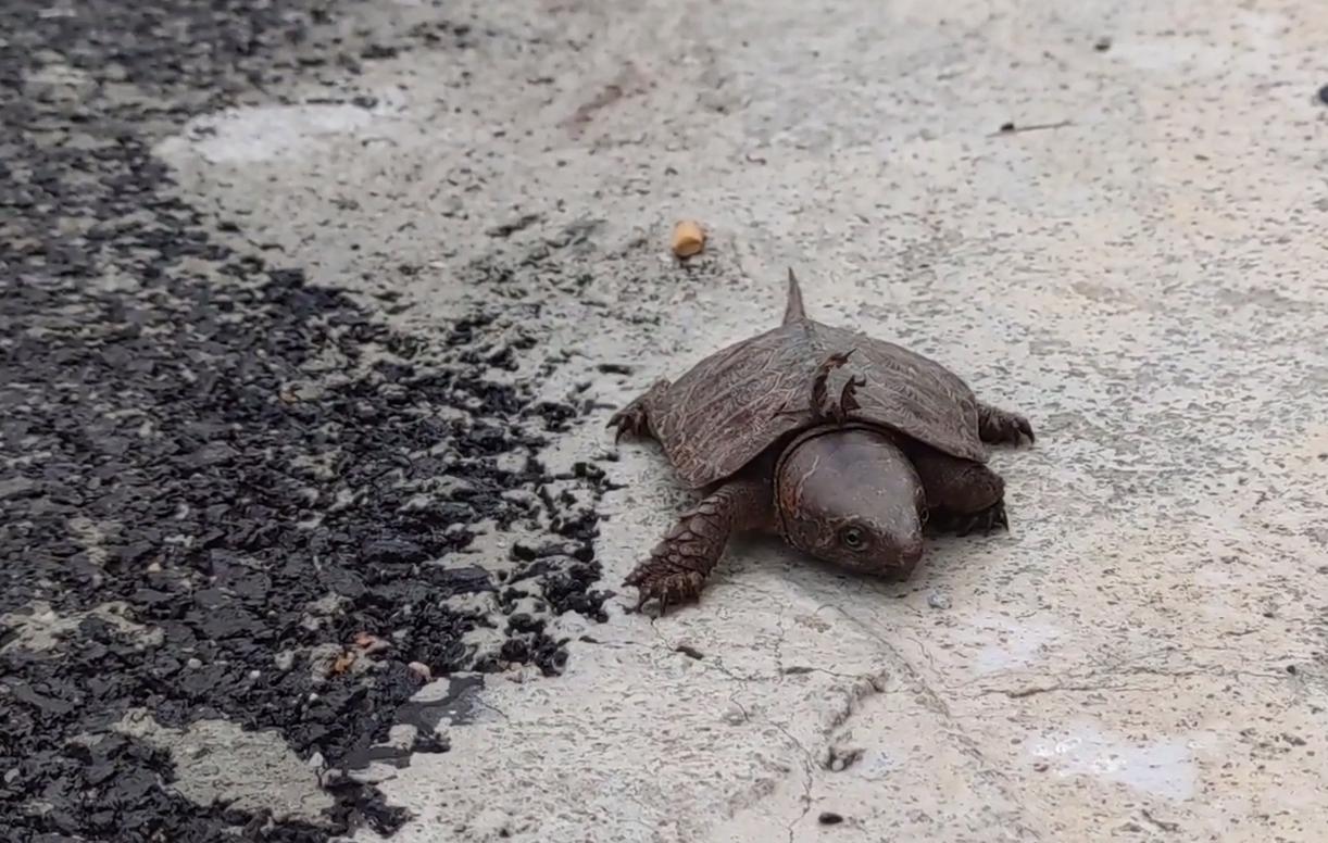 龟壳奇特的宠物龟,常见的十大凶猛宠物龟