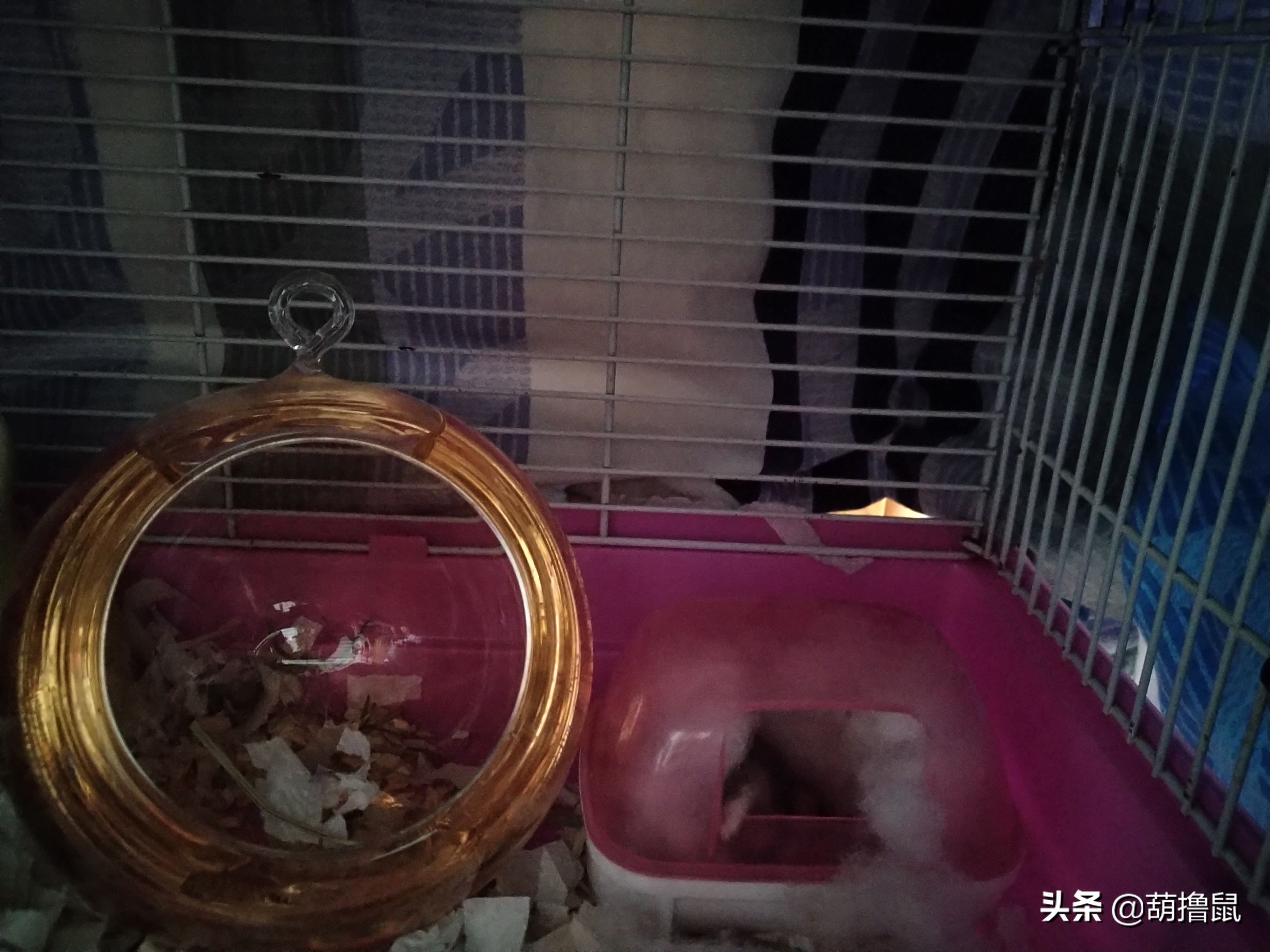 仓鼠繁育注意事项,仓鼠怀孕后的注意事项