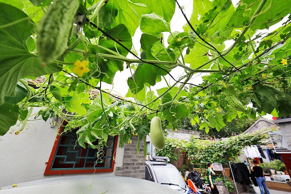 北京最美十条街巷,2019年度十大北京最美街巷