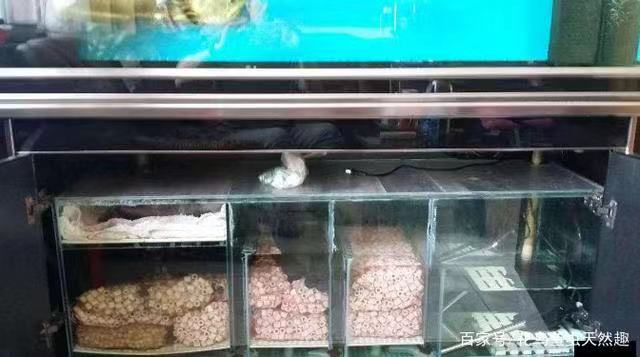 鱼缸养锦鲤鱼的方法和技巧,鱼缸新手养锦鲤鱼的正确方法