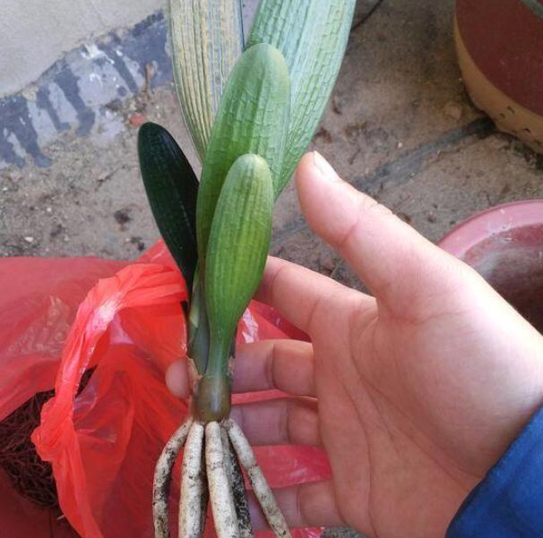 君子兰长出了侧芽怎么养护,君子兰怎么养护容易长侧芽