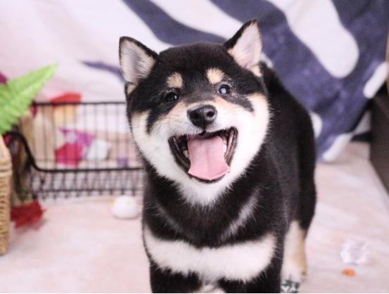 柴犬胡麻柴豆柴是什么梗,柴犬豆柴是什么样子的