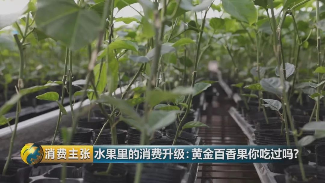 黄金百香果和台农百香果区别,黄金百香果和百香果哪个营养高