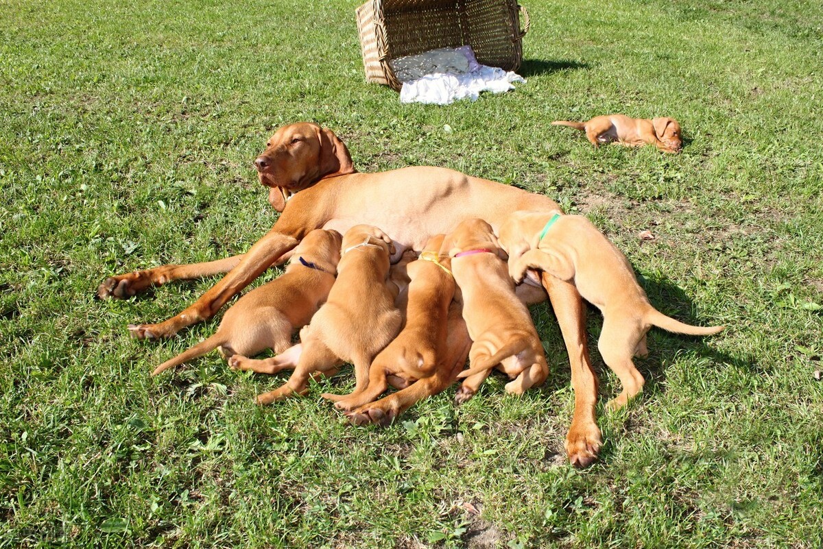 狗狗假孕是病吗？对狗狗的危害有多严重？