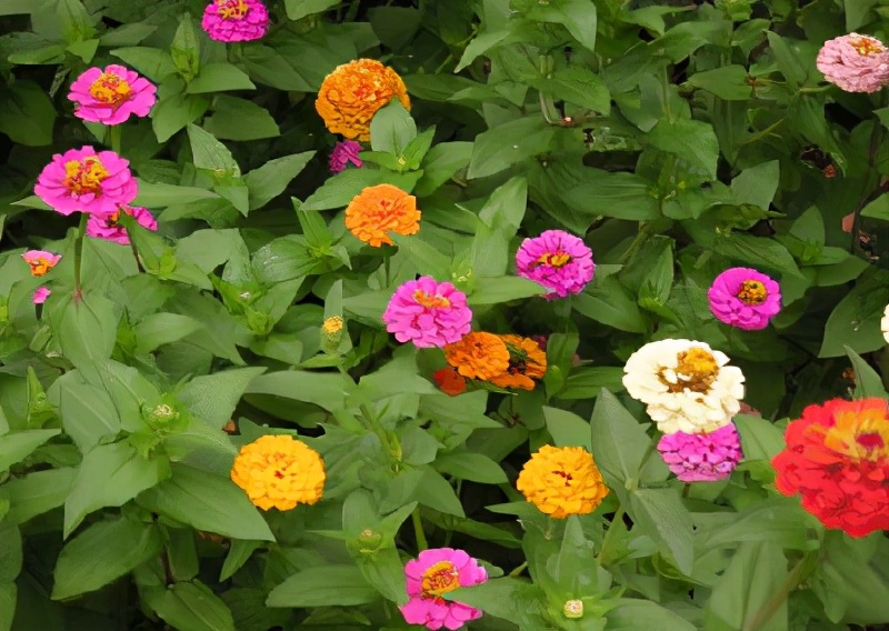 世界各国的国花和国树是什么,世界各国国花大开眼界美到爆