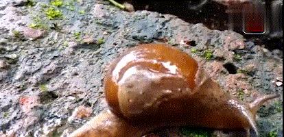 蜗牛如果在刀片上爬行会怎么样,蜗牛身体是软的还是不软的