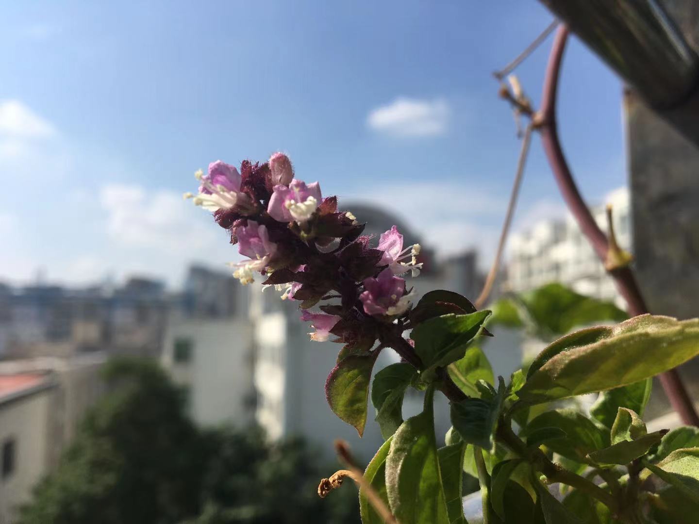 阳台也能种出这么漂亮的辣椒,阳台可以种的稀奇的蔬菜