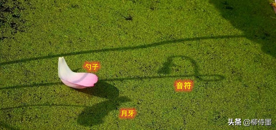 荷花怎么拍出高级感的照片航拍,荷花怎么拍出高级感的照片