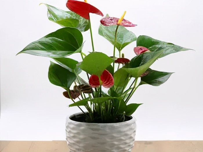 億禾林蒙氏托班|给植物浇水让孩子爱上喝水